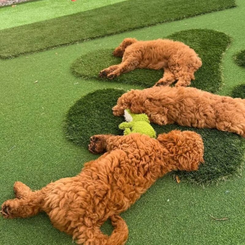 GoldenDoodle - Image 4