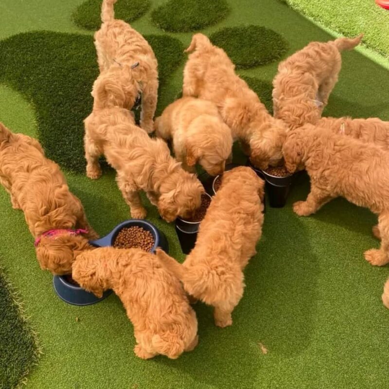 GoldenDoodle - Image 3