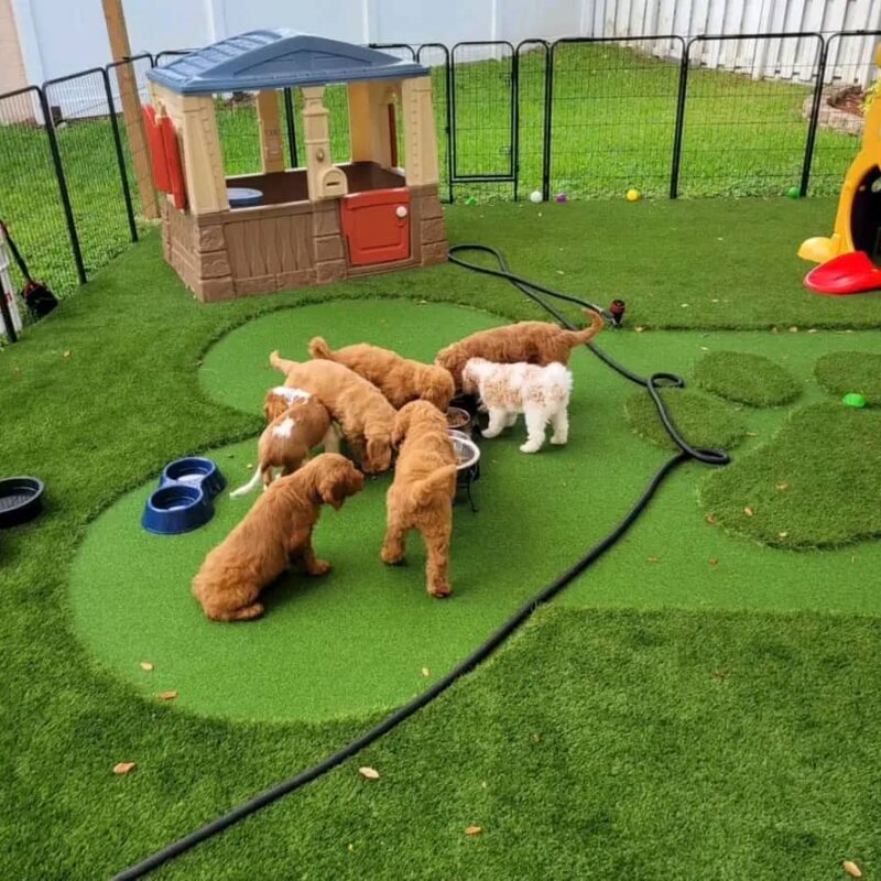 GoldenDoodle - Image 2