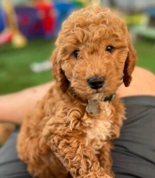 GoldenDoodle