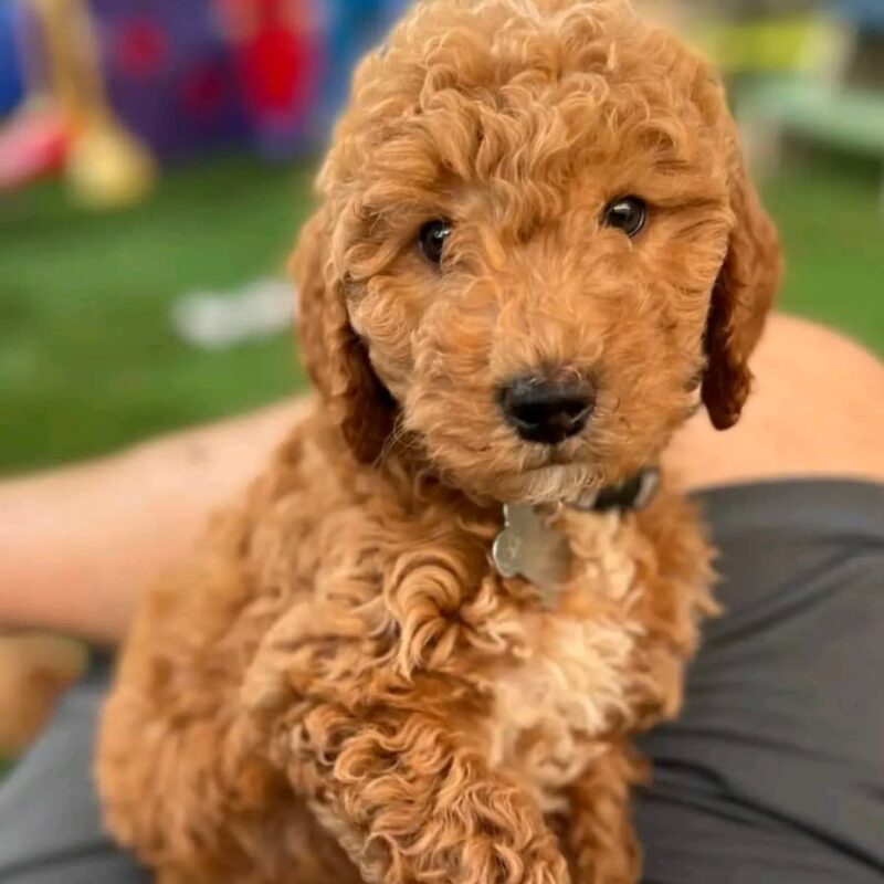 GoldenDoodle