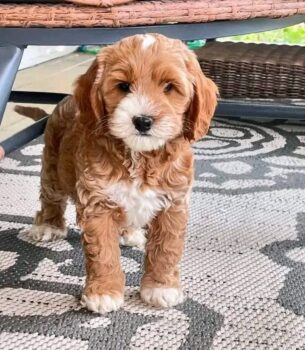 Adorable Goldendoodle