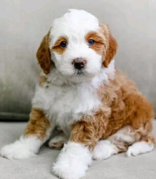 Charming Goldendoodle