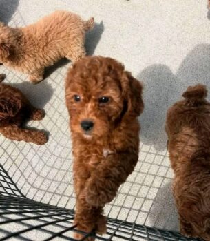 Goldendoodle Puppy