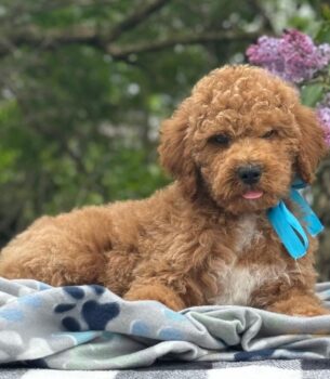 Goldendoodle Puppy