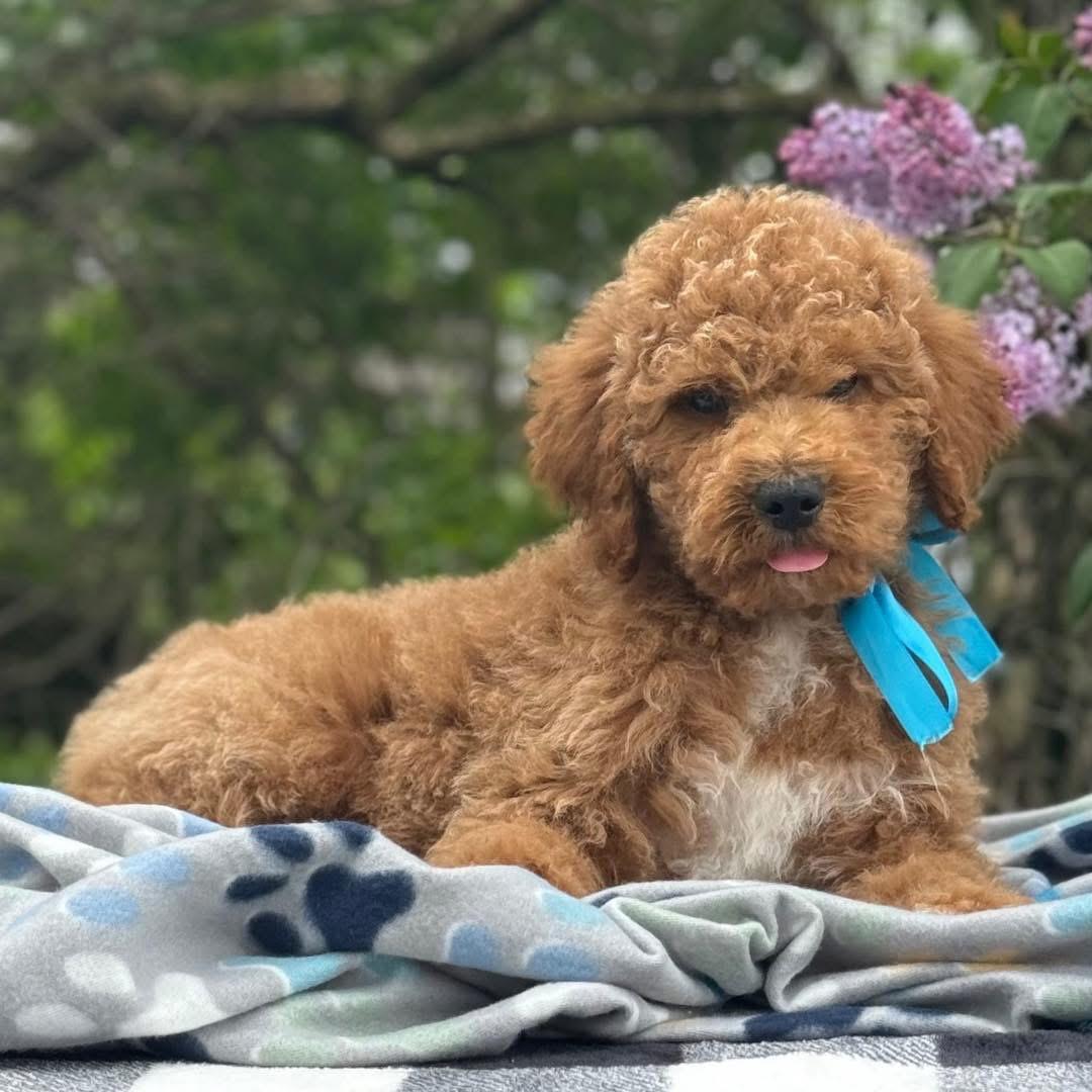 Goldendoodle Puppy