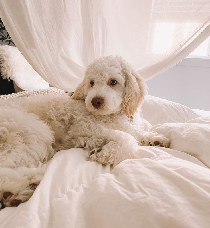 coco bella - Image 2