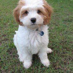Cavapoo