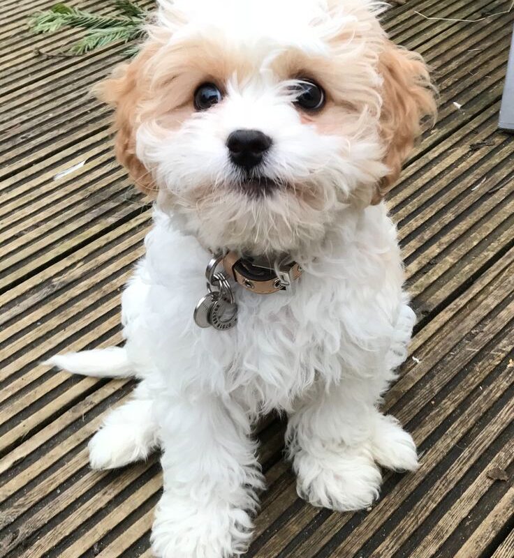 coco bella - Image 3