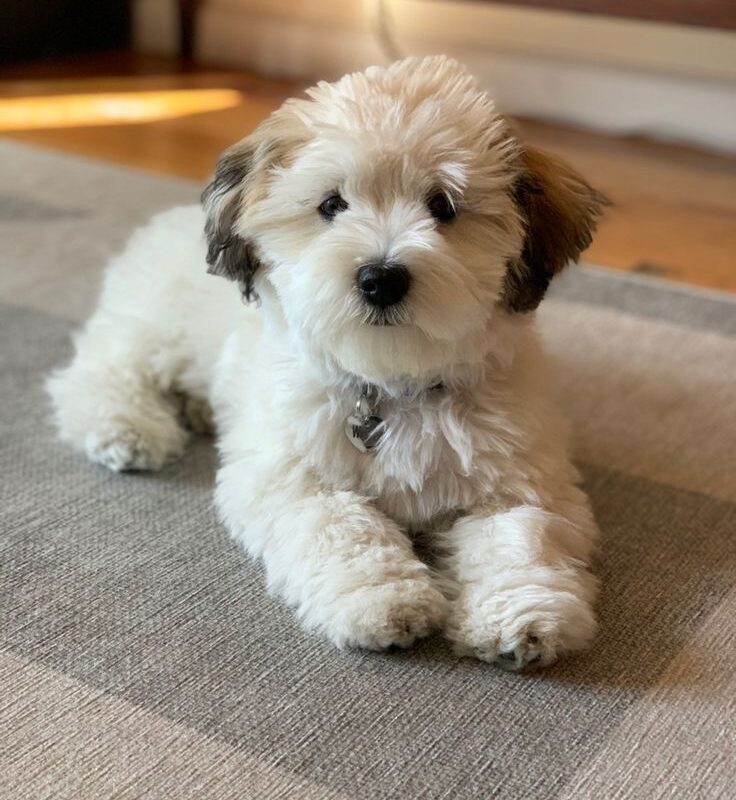 coco bella - Image 4