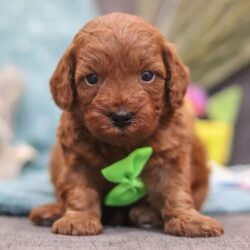 WhatsApp Image 2025-11-29 at 16.08.00_74e79aba