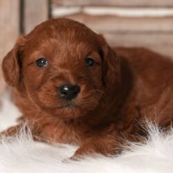 WhatsApp Image 2025-11-29 at 16.08.30_72cdbf90