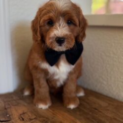 WhatsApp Image 2025-11-29 at 16.11.26_84cb2498