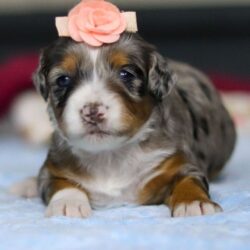 WhatsApp Image 2025-12-01 at 06.57.58_51c348bd