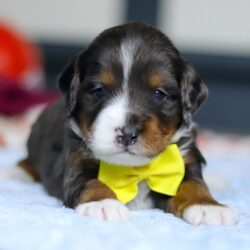 WhatsApp Image 2025-12-01 at 06.59.00_a5ce25dd