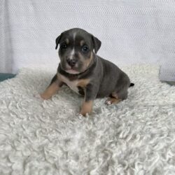 WhatsApp Image 2026-03-31 at 11.47.46 AM