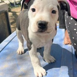 WhatsApp Image 2026-03-31 at 12.30.51 PM